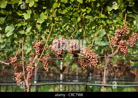 Nahaufnahme von Trauben am Rebstock im Weinberg Stockfoto