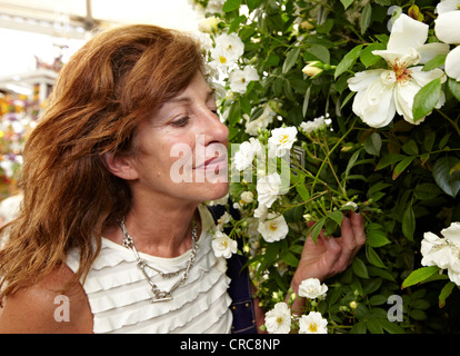 Frau duftende Rosen im Chelsea Flower Show London UK Stockfoto