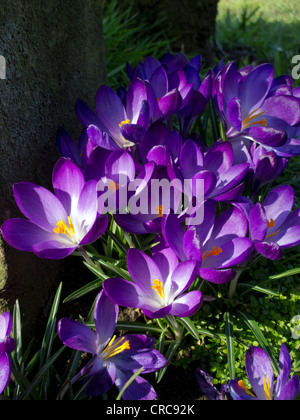 Krokus Pflanzen blühen in der englischen Landschaft Teil der Iris Familie UK Stockfoto