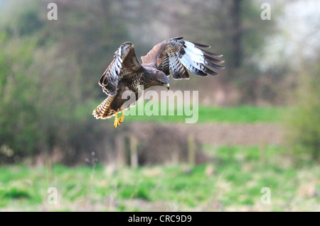 Ein Mäusebussard im Flug UK Stockfoto