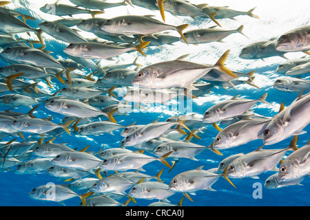 Eine große Schule Pferdeauge Buchsen an einem Tauchplatz in Türken & Caicos Stockfoto