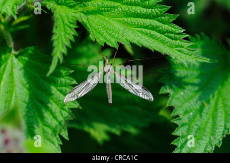 Ein Kran-Fly oder Daddy-Long-Legs auf Brennnesselblätter UK Stockfoto