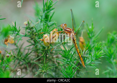 Eine gekielte Abstreicheisen Libelle auf Ginster UK Stockfoto