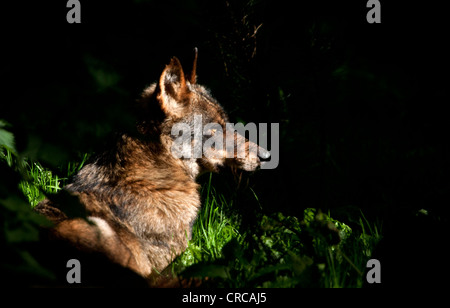 Iberischer Wolf im Wald Stockfoto