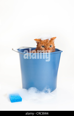 Badezeit für eine nasse und unglücklich orange Tabby-Katze sitzt im Inneren einen Eimer blaue Kunststoff waschen mit Seifenlauge und einem blauen Schwamm. Stockfoto