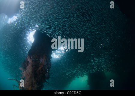 Schulen von Ährenfischartige, Atherinomorus sp, unter Beine Steg, Wakatobi, Sulawesi Tenggara, Indonesien. Stockfoto