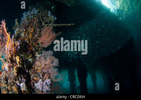 Schulen von Ährenfischartige, Atherinomorus sp, unter Beine Steg, Wakatobi, Sulawesi Tenggara, Indonesien. Stockfoto