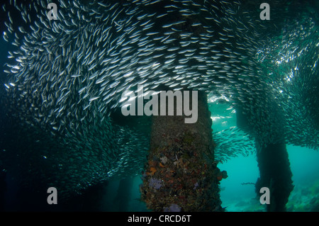 Schulen von Ährenfischartige, Atherinomorus sp, unter Beine Steg, Wakatobi, Sulawesi Tenggara, Indonesien. Stockfoto