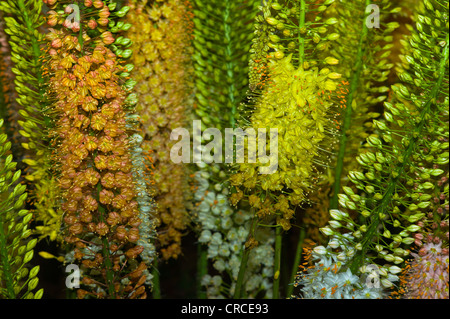 Fuchsschwanz-Lilien Stockfoto