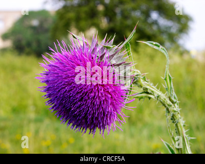 Nickende Distel, nickenden Distel (Blütenstandsboden Nutans), Blütenstand Stockfoto