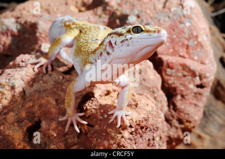 Leopardgecko (Eublepharis Macularius), ungewöhnliche farbige individuelle Stockfoto