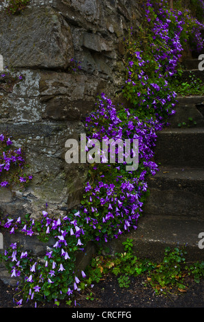 Campanula wachsen aus den Rissen im Mauerwerk. Stockfoto