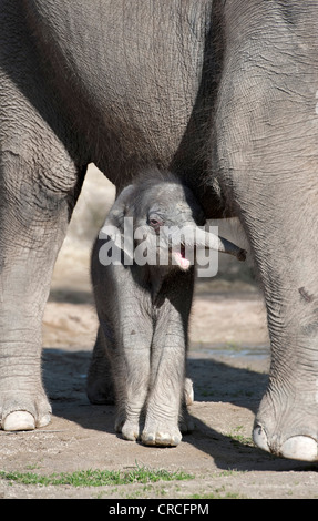 Weibliches Baby Elefant, 11 Tage, Asiatischer Elefant (Elephas Maximus), auf der ersten Reise in das Freigehege mit ihrer Mutter Stockfoto