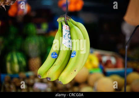 Bündel Bananen hängen im Lebensmittelgeschäft. Stockfoto