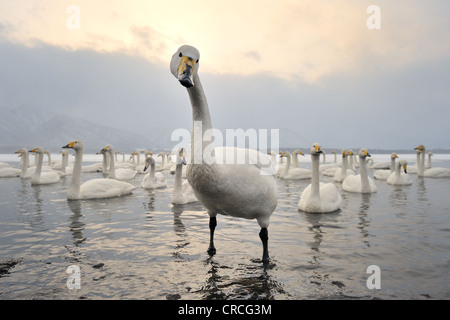 Singschwäne (Cygnus Cygnus) großaufnahme, Blick in die Kamera, Kussharo See, Akan-Nationalpark, Hokkaido, Japan. Stockfoto