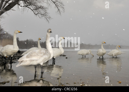 Singschwäne (Cygnus Cygnus) stehen im See während schneit, Kussharo See, Akan-Nationalpark, Hokkaido, Japan. Stockfoto