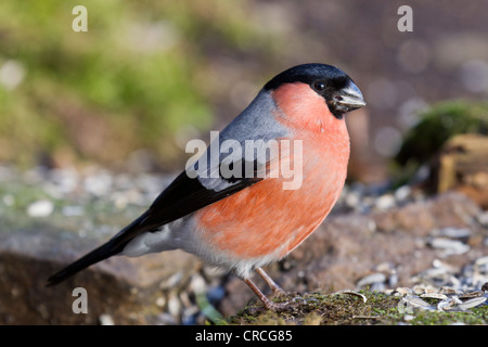 Gimpel (Pyrrhula pyrrhula) an einem stillen Ort, Bad Sooden - allendorf, Hessen, Deutschland, Europa Stockfoto