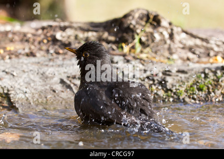 Baden männliche Amsel (Turdus merula), Bad Sooden - allendorf, Hessen, Deutschland, Europa Stockfoto