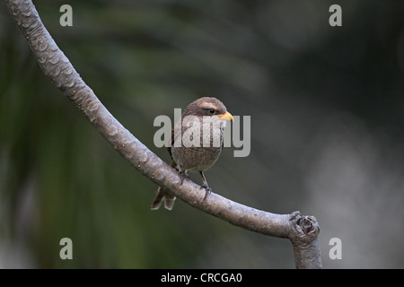 Gelb-billed Shrike (Corvinella Corvina) Stockfoto