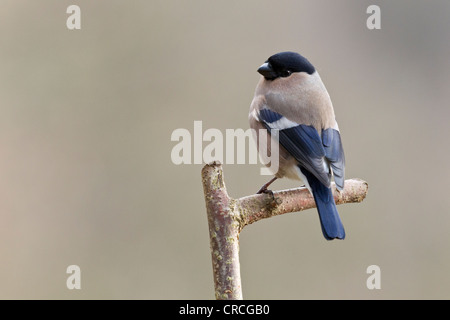 Gimpel (Pyrrhula pyrrhula), thront, Bad Sooden - allendorf, Hessen, Deutschland, Europa Stockfoto