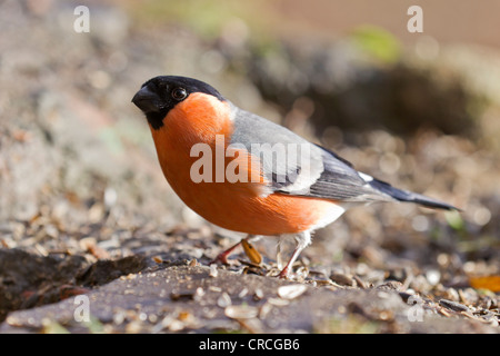 Gimpel (Pyrrhula pyrrhula) am stillen Ort, Bad Sooden - allendorf, Hessen, Deutschland, Europa Stockfoto