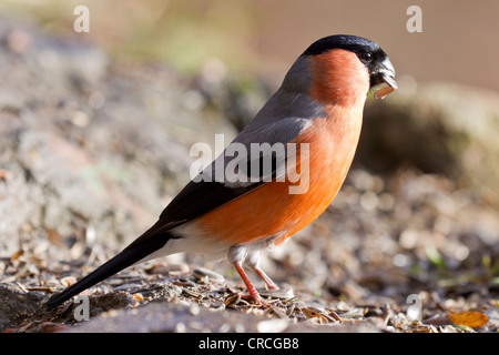 Gimpel (Pyrrhula pyrrhula) am stillen Ort, Bad Sooden - allendorf, Hessen, Deutschland, Europa Stockfoto