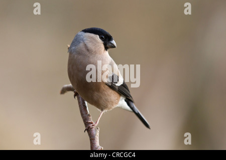Gimpel (Pyrrhula pyrrhula), thront, Bad Sooden - allendorf, Hessen, Deutschland, Europa Stockfoto