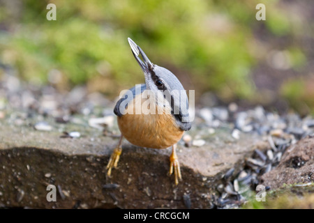 Kleiber (Sitta europaea) bei der Fütterung Website, Bad Sooden - allendorf, Hessen, Deutschland, Europa Stockfoto