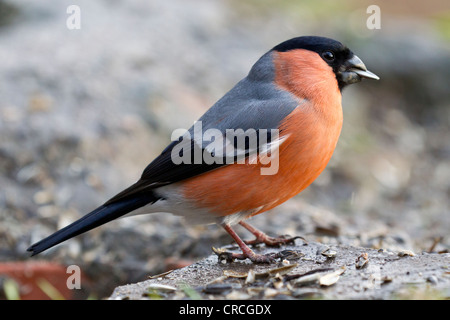 Gimpel (Pyrrhula Pyrrhula) bei der Fütterung Website, Bad Sooden-Allendorf, Hessen, Deutschland, Europa Stockfoto
