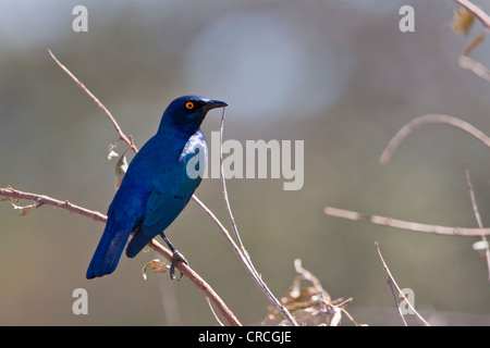 Kap glossy Starling (lamprotornis nitens), tshukudu Game Lodge, Hoedspruit, Krüger Nationalpark, Limpopo Provinz Stockfoto