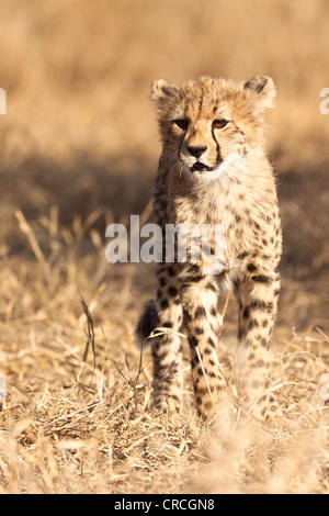 Junge Geparden (Acinonyx jubatus) im Busch, tshukudu Game Lodge,, Krüger Nationalpark, Limpopo Provinz Stockfoto