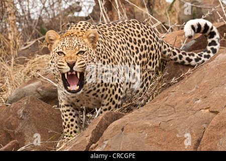 Leopard (panthera pardus) hinter einem Felsen, Rauschen, tshukudu Game Lodge, Hoedspruit, Greater Kruger National Park Stockfoto