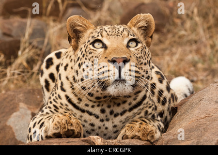 Leopard (panthera pardus), bis suchen, tshukudu Game Lodge, Hoedspruit, Krüger Nationalpark, Limpopo Provinz Stockfoto