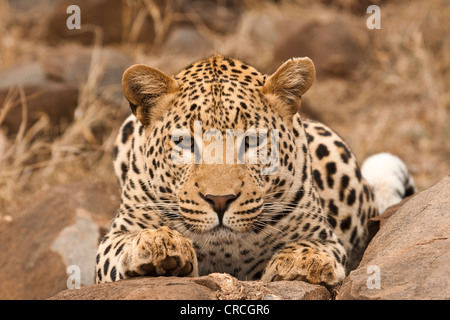 Leopard (panthera pardus), ausruhen, tshukudu Game Lodge, Hoedspruit, Krüger Nationalpark, Limpopo Provinz Stockfoto