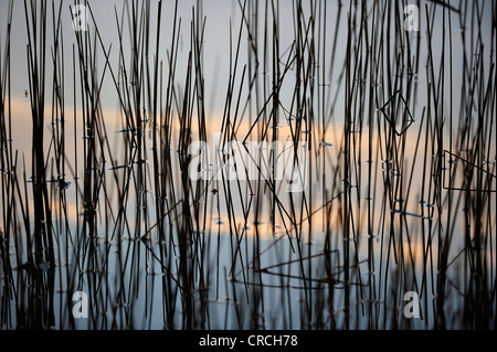 Schilf wächst im seichten Wasser am Rande eines Sees, Ontario, Kanada Stockfoto