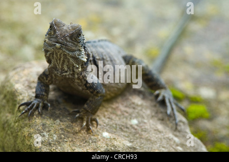 Östlichen Water Dragon (Physignathus Lesueurii) in Gefangenschaft Stockfoto