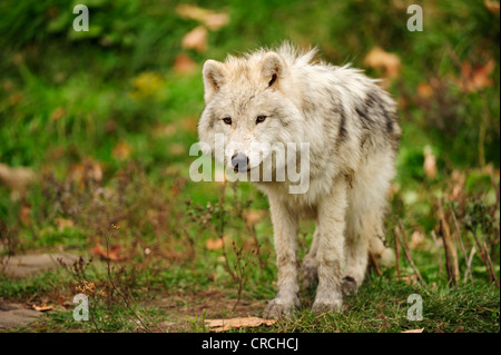 Junge Polar Wolf, White Wolf oder Arctic Wolf (Canis Lupus Arctos) steht auf einer Wiese, Kanada Stockfoto
