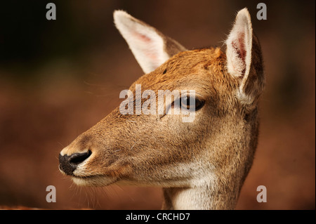 Wapiti-Hirsch (Cervus Canadensis), Porträt, Parc Omega, Montebello, Quebec, Kanada Stockfoto