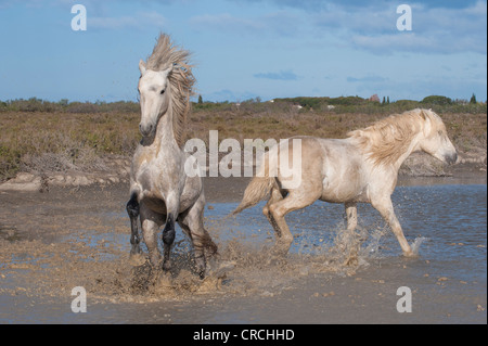 Camargue Pferde Hengste kämpfen im Wasser, Bouches du Rhône, Frankreich Stockfoto