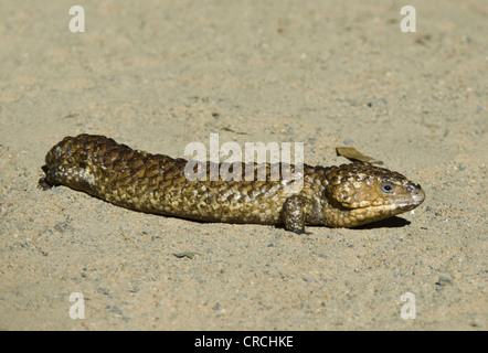 Schindel-Back Skink (Rogner a) Stockfoto