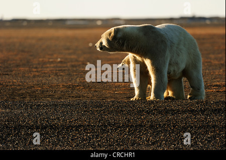 Eisbär (Ursus Maritimus) erwachsenen Weibchen und ihren Jungen zu Fuß entlang einer Region, Strand, Kaktovik, Nordhang, Beaufort-See Stockfoto