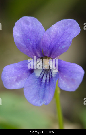 Heide-violett, Heide Hund-Veilchen (Viola Canina), Blüte, Deutschland, Brandenburg Stockfoto