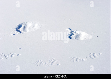Spuren der Sau Eisbär (Ursus Maritimus) und ein Jungtier im Schnee Stockfoto