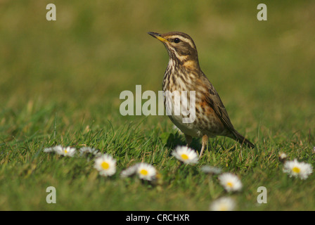 Rotdrossel (Turdus Iliacus), auf einer Wiese, Deutschland, Helgoland Stockfoto