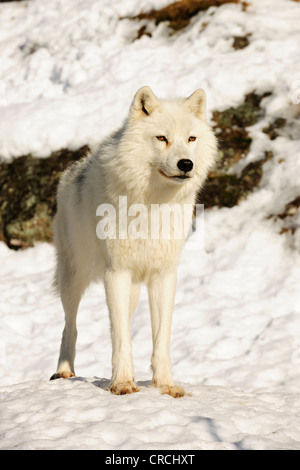 Arctic Wolf, Polar Wolf oder White Wolf (Canis Lupus Arctos) im Schnee stehen und blickte in die Ferne, Kanada Stockfoto