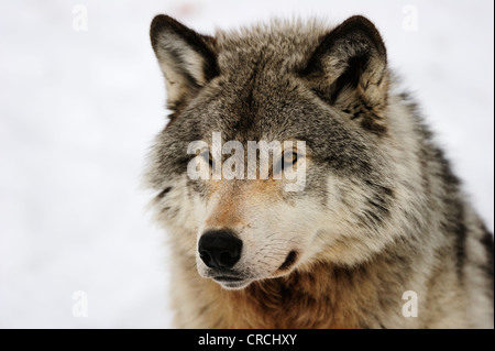 Wolf (Canis Lupus), Porträt, Kanada Stockfoto