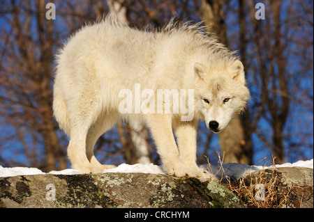 Arctic Wolf, Polar Wolf oder White Wolf (Canis Lupus Arctos) stehend auf schneebedeckte Felsen, Kanada Stockfoto