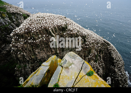 Vogelfelsen mit Basstölpel (Morus Bassanus), Zucht Kolonie, Cape St. Mary's, Neufundland, Kanada, Nordamerika Stockfoto