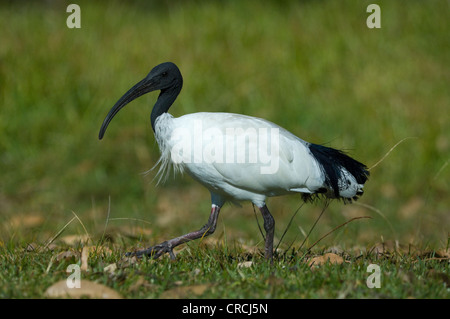 Australische White Ibis (Threskiornis Molukken) Stockfoto