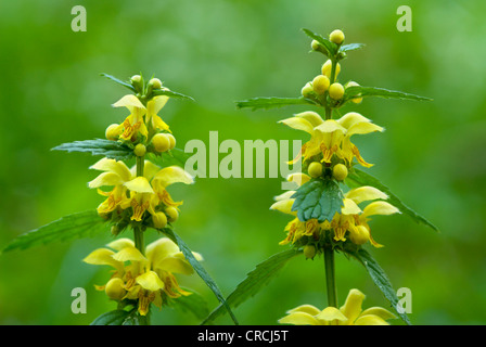 gelbe Toten-Nessel (Lamium Galeobdolon), blühen, Deutschland, Saarland, Fechingen Stockfoto